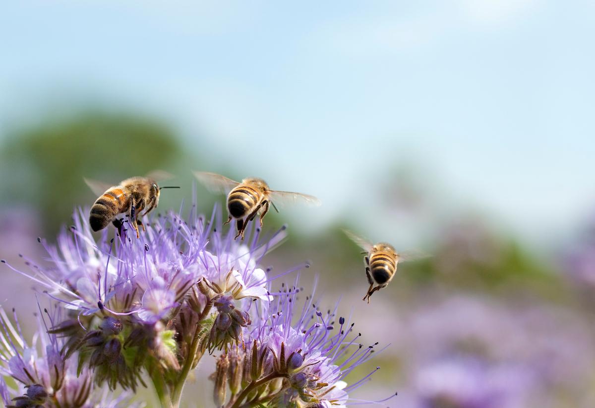 bees population decline crops