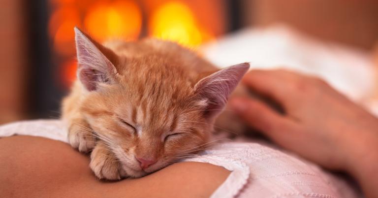 Does My Cat Sleeping on My Chest Have a Spiritual Meaning?