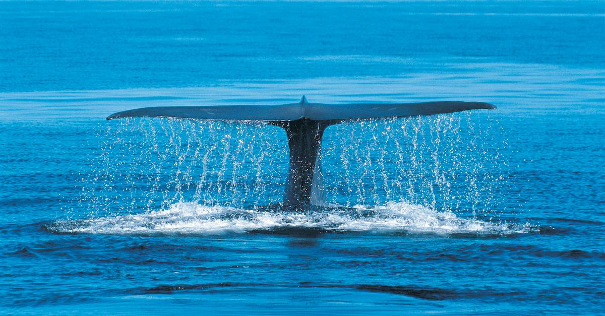 whale tail