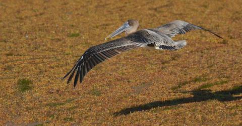 A pelican flies over a massive bed of sargassum