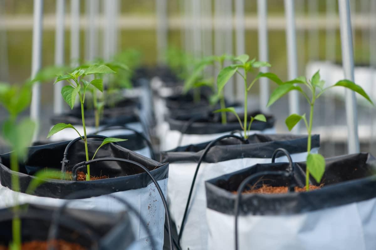 pn/cbff ed  be fcdfeffa