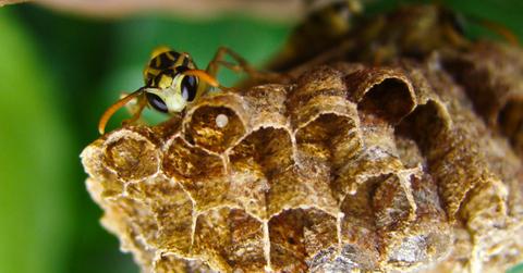 A wasp on its nest.
