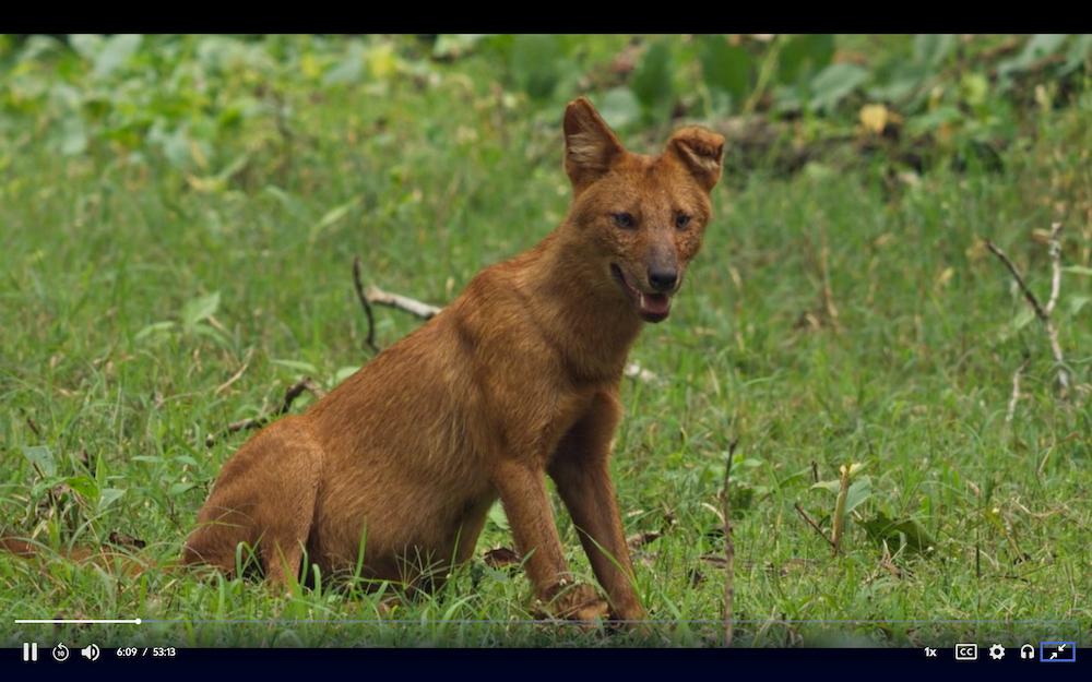 A Dhole