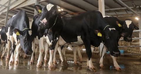 dairy-1586272503978.jpg