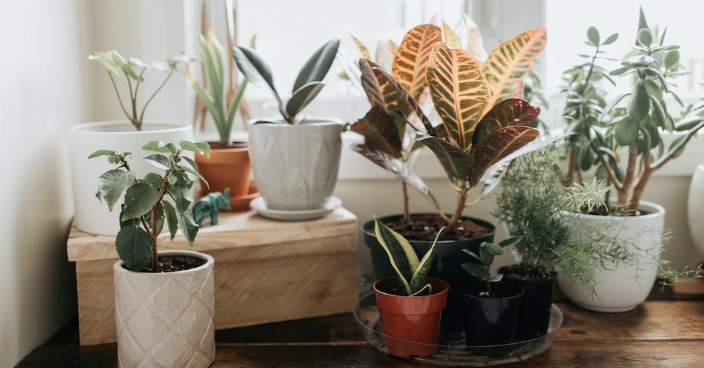 4 Winter Plant Care Tips That All Plant Moms and Dads Should Abide by