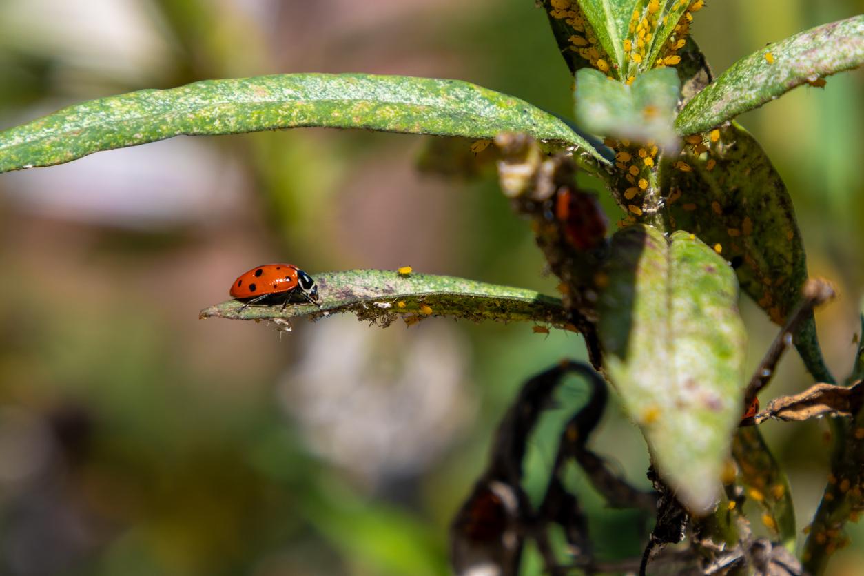 A lady bug hunting aphids on a plant outside.