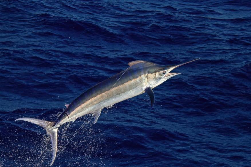 A black marlin leaps above the dark blue ocean.