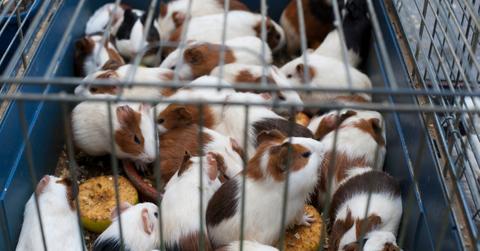 animal testing china