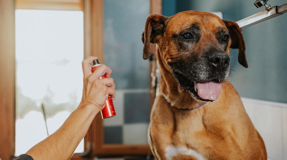 A boxer getting sprayed with cologne.