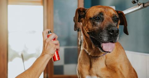 A boxer getting sprayed with cologne.