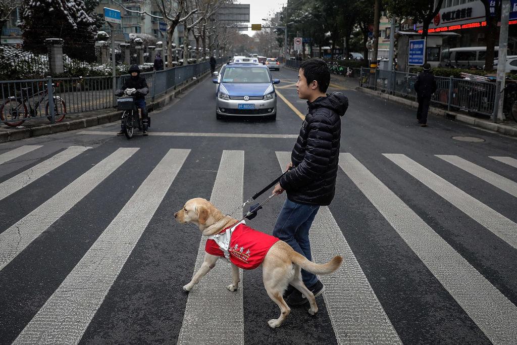 How to Get Started Training a Service Dog