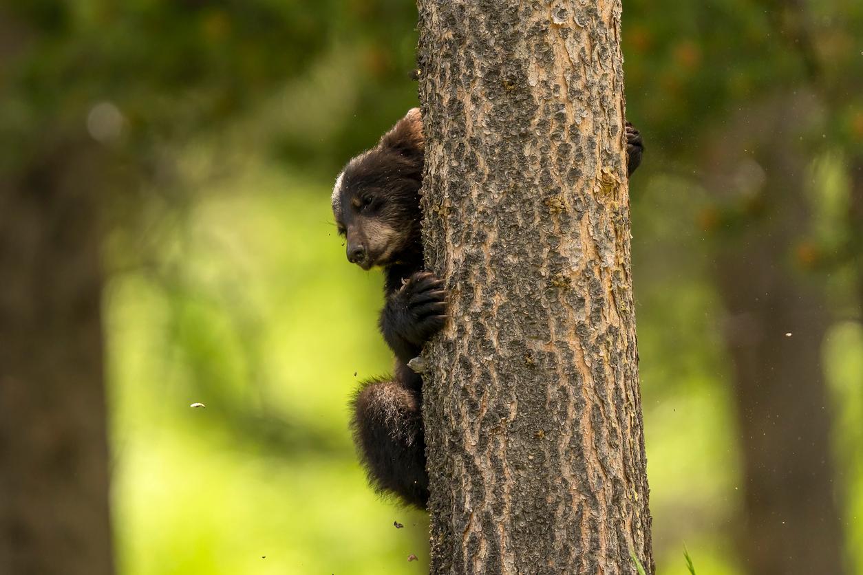 A North American Black Bear cub climbs a tree.