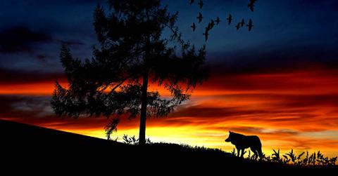 A wild animal roaming the forests of Yellowstone National Park at sunset. (Representative Cover Image Source: Pexels | Pixabay)