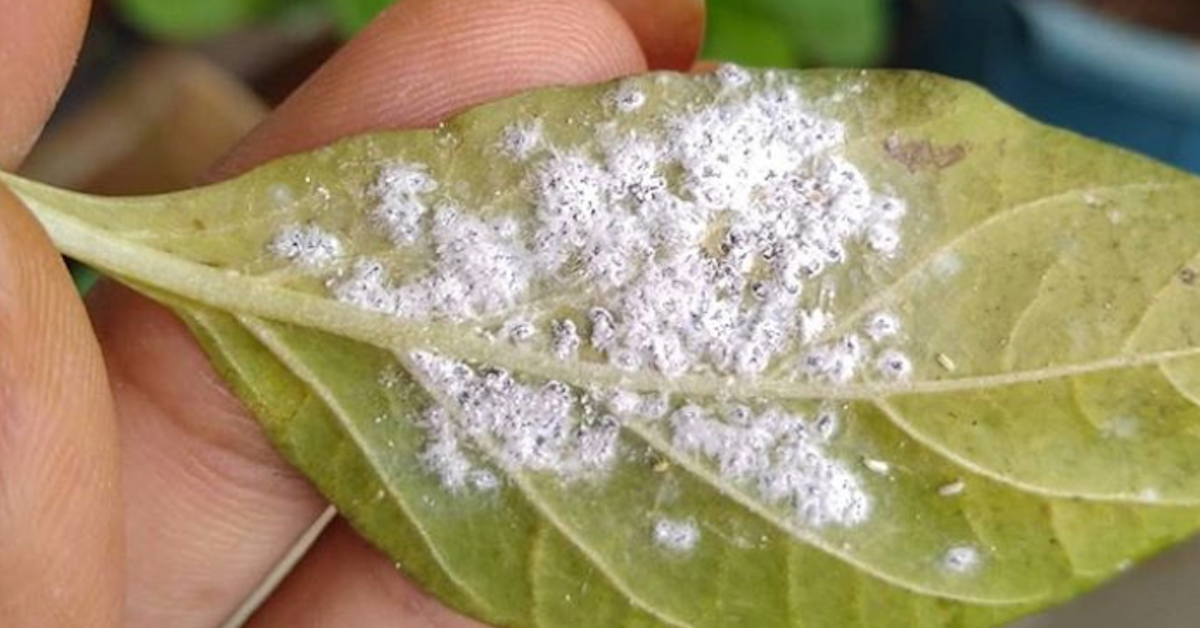 what kills mealybugs on plants
