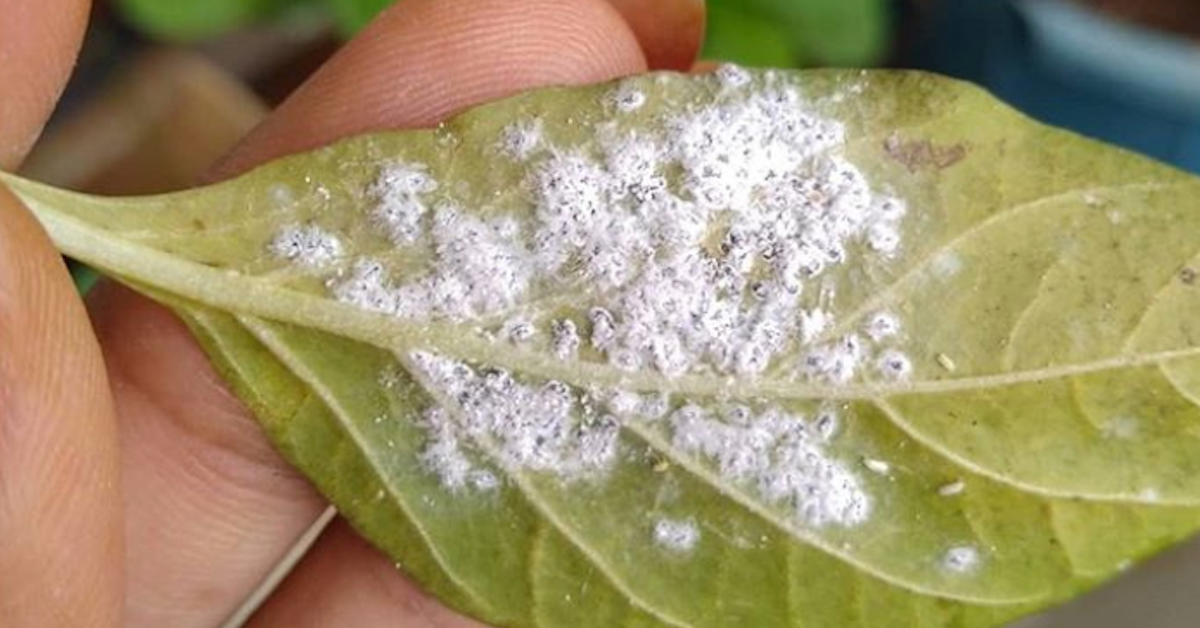 How to Get Rid of Mealybugs on your Indoor Plant