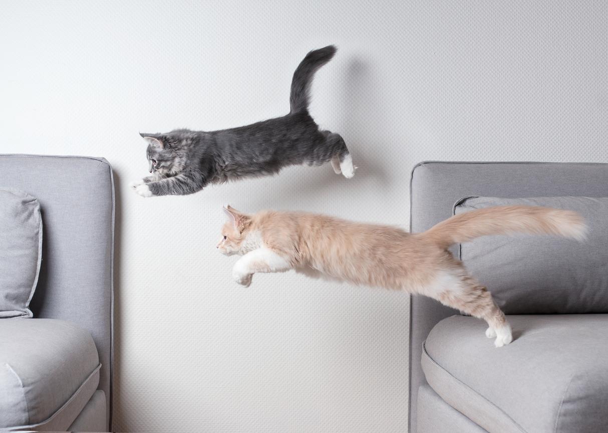 Two cats of different ages attempt to leap from one bed to another in a bedroom.