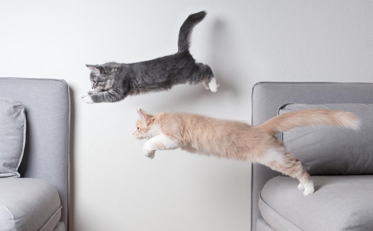 why-do-cats-get-the-zoomies-animal-experts-explain