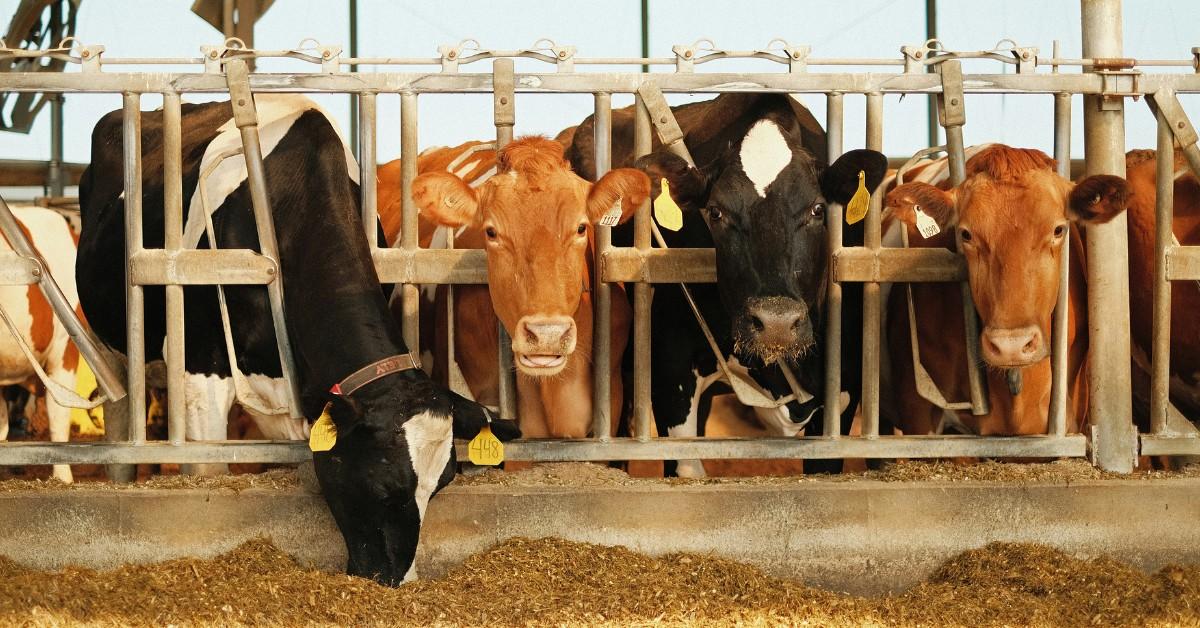 Black and white and brown and white cows hang their heads out of a cage while wearing yellow ear tags