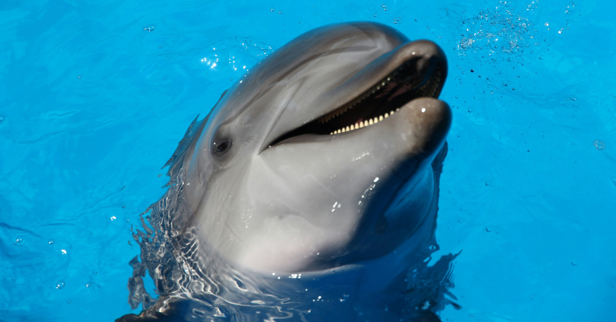 A dolphin surfaces while showing their pointy teeth in a smile