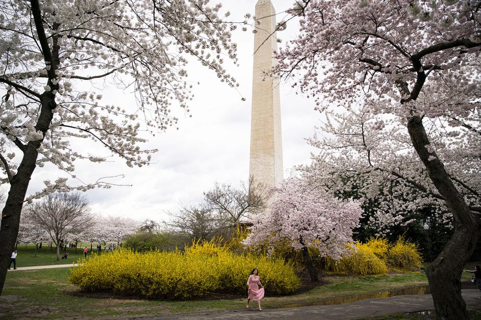 Flower blossoms near Washington Monument