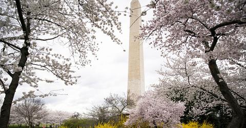 Flower blossoms near Washington Monument
