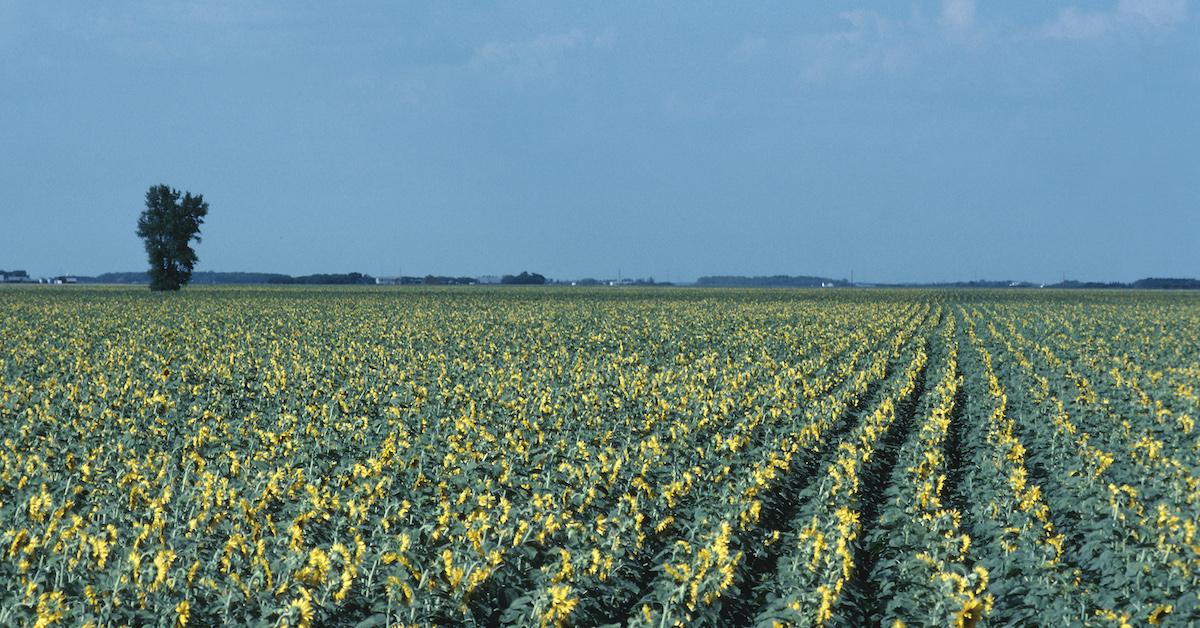 canola