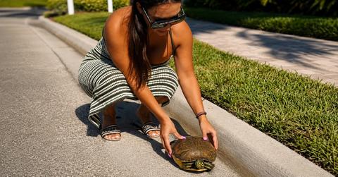Lexis Star Saving A Turtle