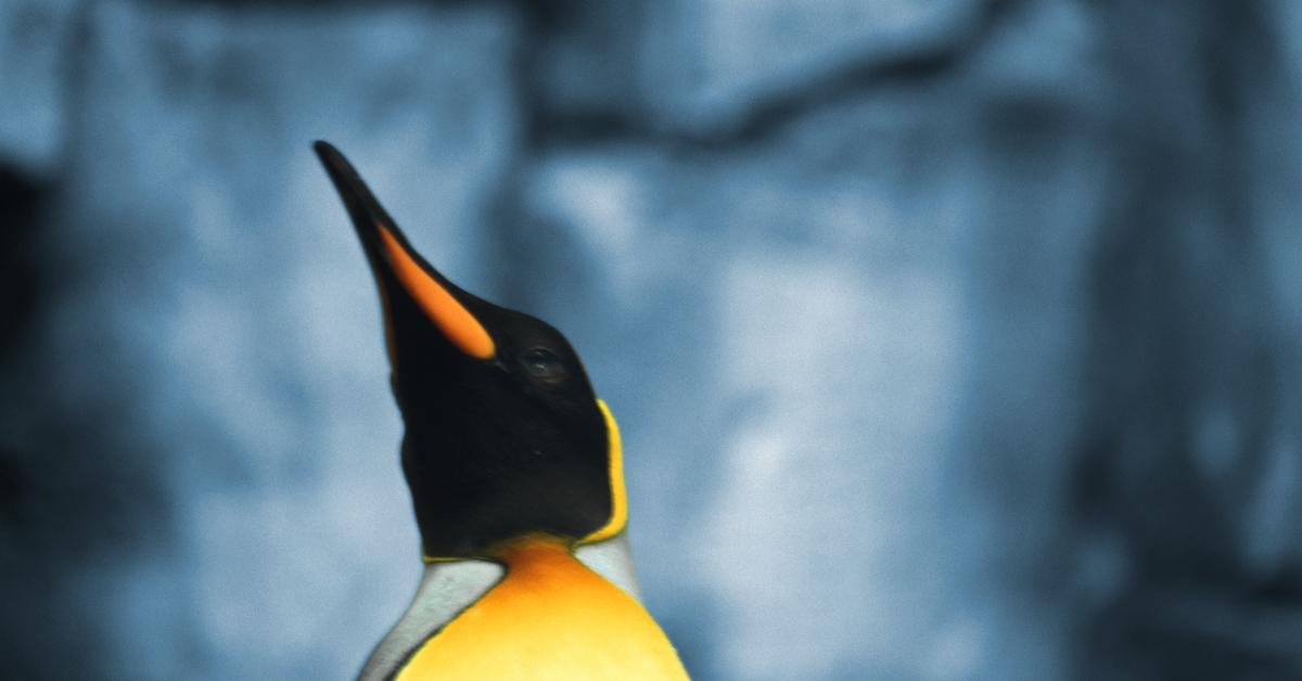 Emperor Penguins Were Moved To The Endangered Species List Here s Why Emperor penguins were moved to the endangered species list here s why