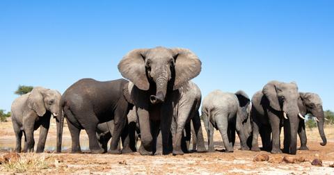 A heard of elephants pauses by a watering hole