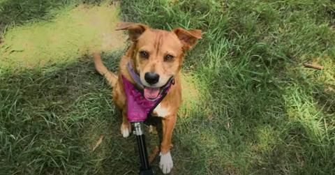 Tan dog with purple prosthetic leg