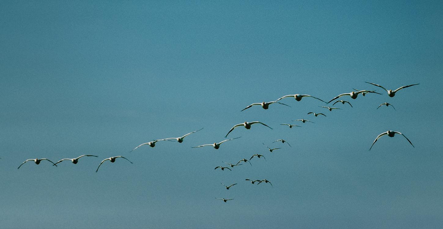 Birds Streetlights