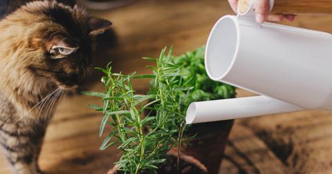 cat inspecting basil and rosemary plants