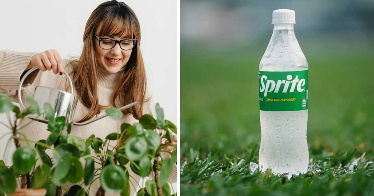 (L) Woman watering plants with a can, (R) A bottle of Sprite (Representative Cover Image Source: Pexels | (L) Kaboompics, (R) Ameer Umar)