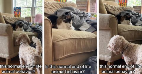 pictures of cat and dog together