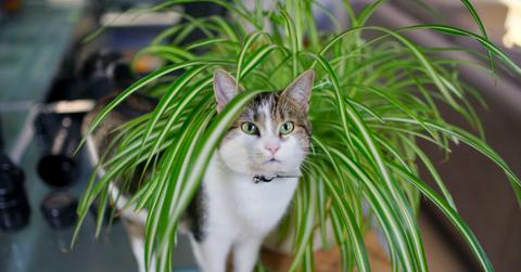 Cat playing in a bright green spider plant.