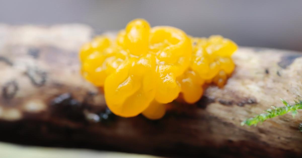 Witches' butter fungus on a tree branch.