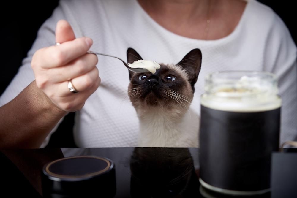 A black and white cat being fed whipped cream.