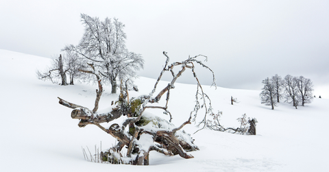 A tree lays broken in the snow