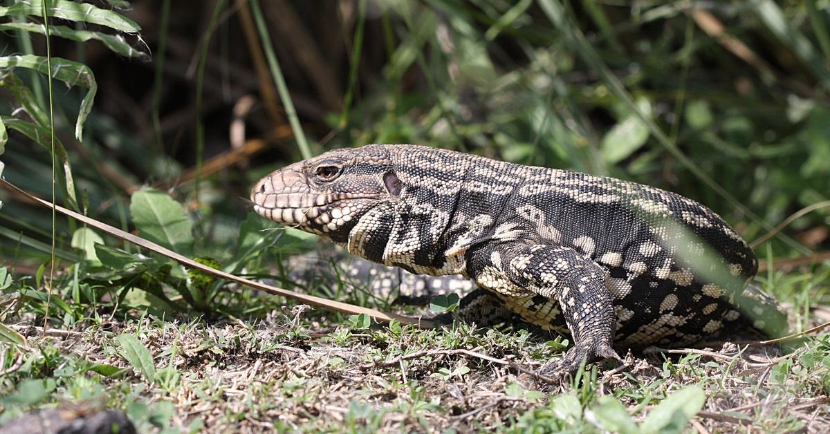 Tegu lizard walking on grass.