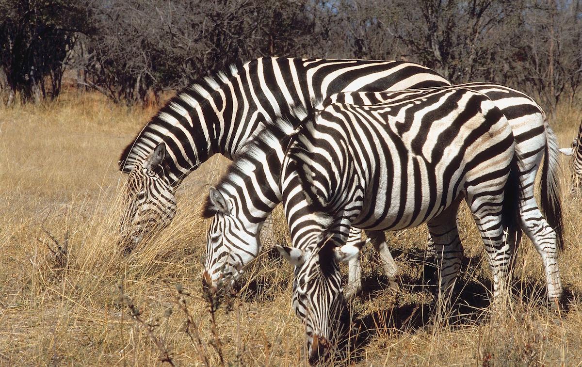 Three zebras eat grass in a field.