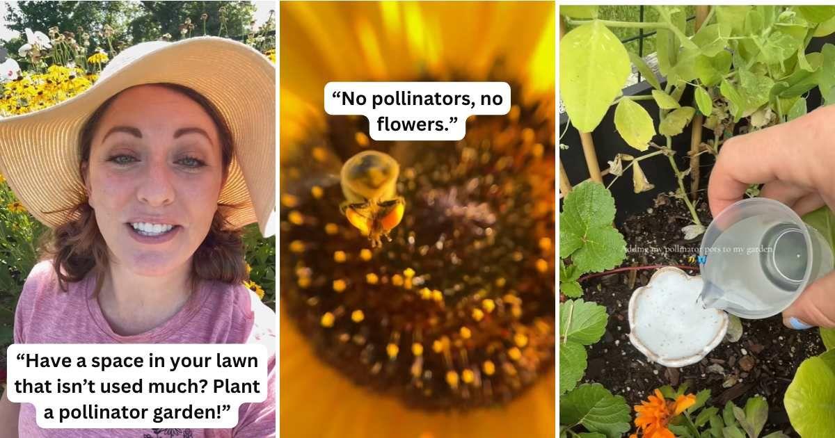 Gardeners share why creating pollinator gardens is so important. (Cover Image Source: TikTok | (L) @fromdreamtoseed, (C) @gisou, (R) @hannahdutcher9801)