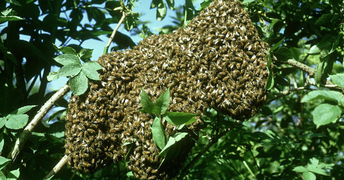 Bees clustered around a tree.