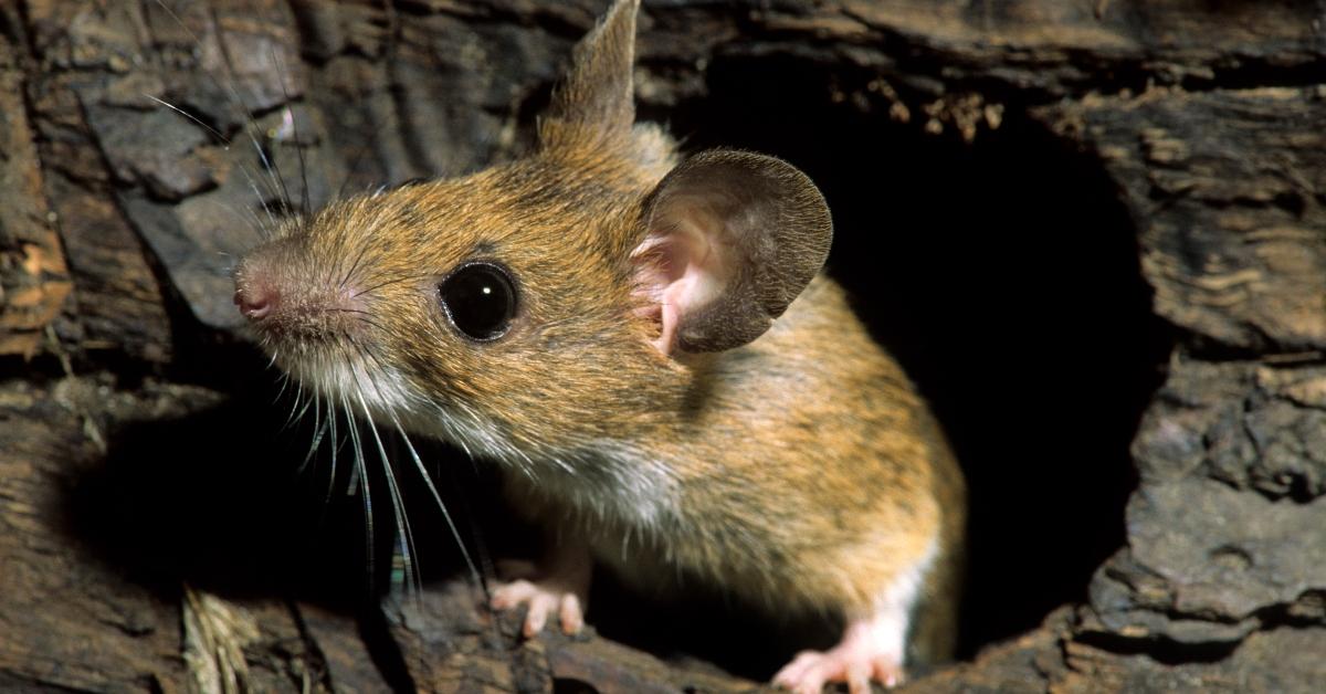 A European wood mouse.