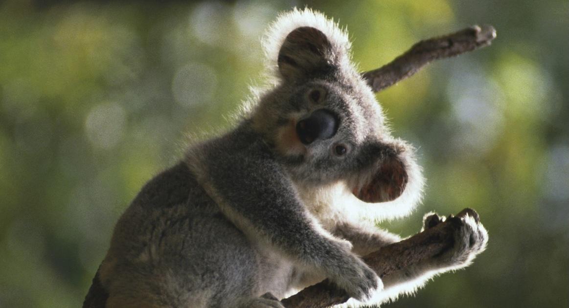 koala in tree