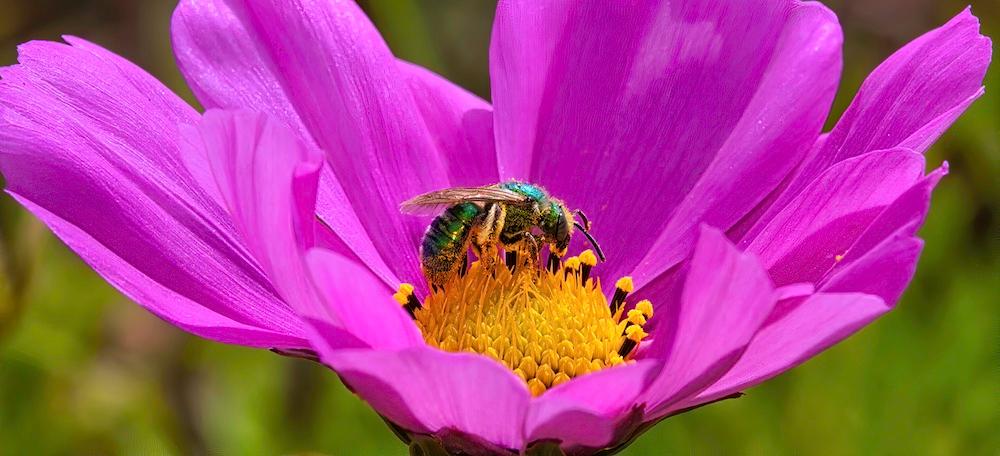 A sweat bee in a pink flower collecting pollen.