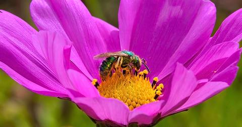 A sweat bee in a pink flower collecting pollen.