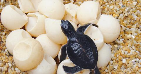 Rare White Sea Turtle Spotted on South Carolina Beach
