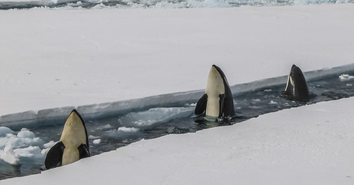 Pod of orcas looking for food in the ice. 