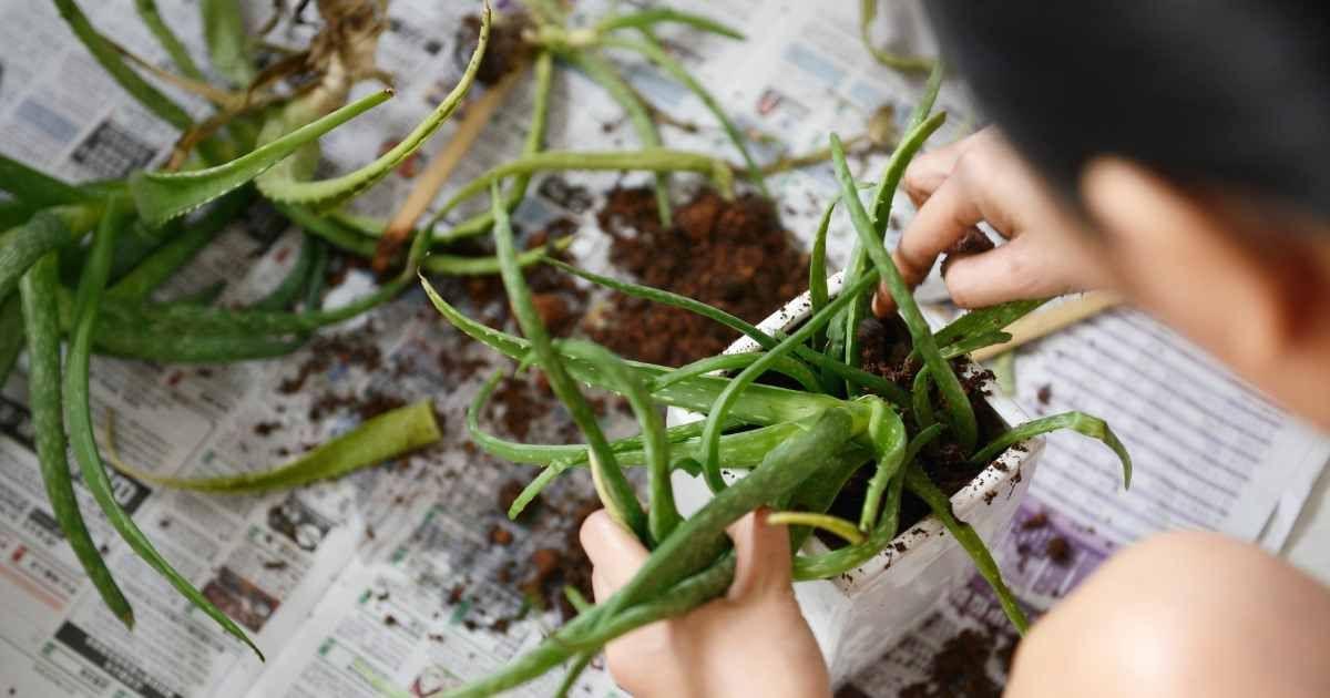 A woman is using a newspaper at the bottom of the garden bed while planting aloe vera. (Representative Cover Image Source: Getty Images | Carlina Teteris)