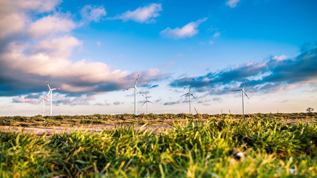 wind farm _